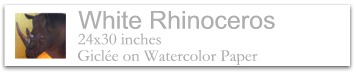 White Rhinoceros