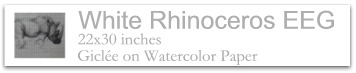 White Rhinoceros
                                                               