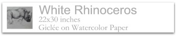White Rhinoceros
                                                               